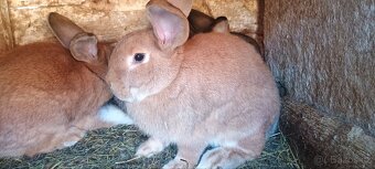 Prodám králíky - 6