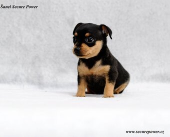 Pražský krysařík s PP - 6