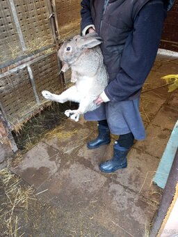 Králíci samice i samci německý obrovitý strakáči a křížencia - 6