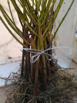 ZLATICE-Zlatý déšť: POSEL JARA - 6