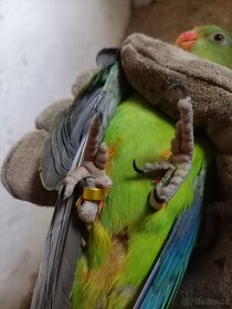 Papoušek nádherný - 6