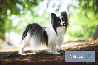 Papillon s PP- rezervováno -Malý kontinentální španěl - 6
