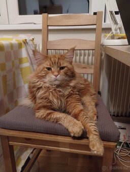 Mainská mývalí koťata bez PP - 6