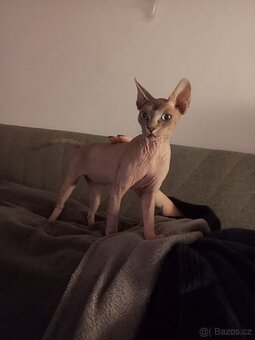 Kanadský sphynx - 6