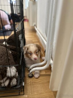 Australský ovčák red merle pejsek - 6