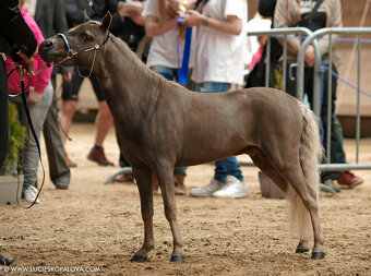 Americký miniaturní kůň , AMHA  -minihorse - 6
