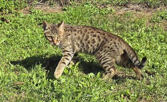 Bengálská kočka - 6