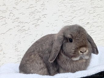 Volná samička - Anglický Zakrslý Beránek MiniLop🍑🧡 - 6