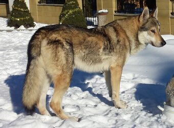 Československý vlčák - bez PP po rodičoch s PP - 6