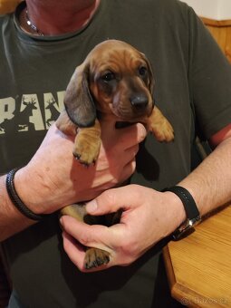 Jezevčík hladkosrstý standard - 6