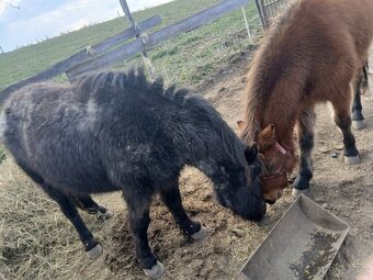 Prodám  kobylku - 6