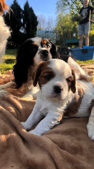 štěňata Cavalier King Charles Spaniel - 6