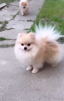 Pomeranian - 6