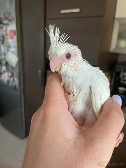 Ručně dokrmené korely Albino - 6