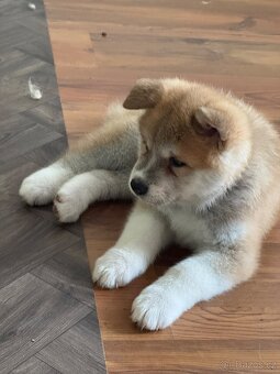 Štěňátka Akita Inu - 6