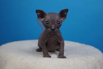Koťata Donský Sphynx s PP - 6