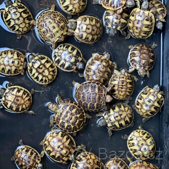 Suchozemská želva + vybavení k chovu - 6