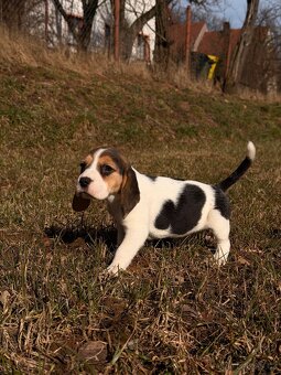 Bígl trikolor, štěňátko - 6