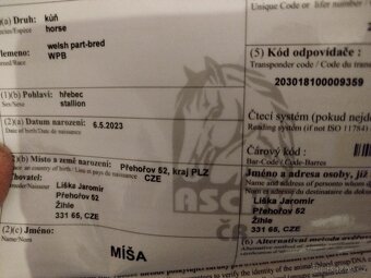 Welsh part bred pony wpb - 6