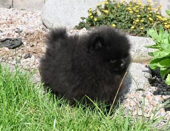 Pomeranian s PP - 6