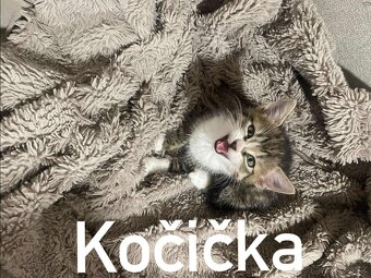 Koťata - 6