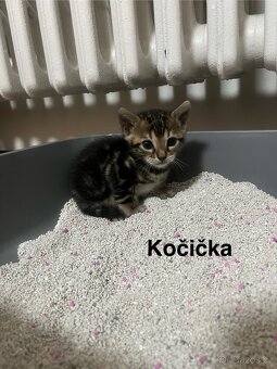 Bengálská kočka - 6