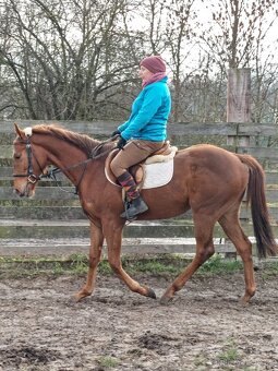 Klisna 3 letá, s RTG nohou a zad - 6