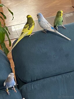 Andulka vlnkovaná - 6