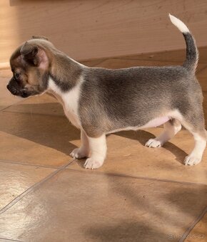 Krátkosrstá čivava - 6