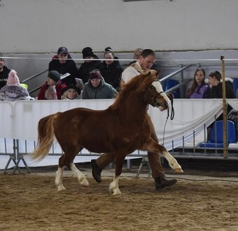 Připouštění Belgickým hřebcem Welsh mountain pony - 6