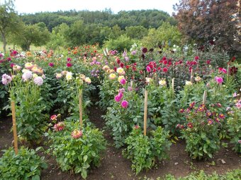Jiřiny, dosny, arisaema - 6