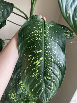 Dieffenbachie/Dieffenbachia (210cm) - 6