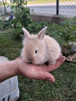Vymazlení zakrslý králíčci - 6