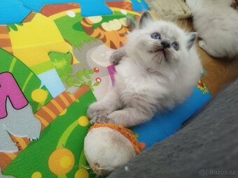Ragdoll koťátka - 6