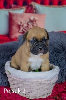 Štěňata francouzak + bordeaxska doga - 6