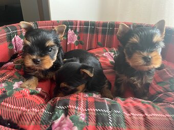 Jorkširský teriér s průkazem puvodu - 6