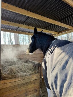 Pastevní ustájení - 6