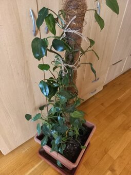 Popínavá pokojová rostlina - 6