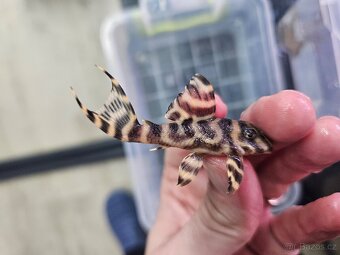 L 333 Gold line AAA - odchov - 6