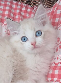 Kočičky ragdoll s PP - 6