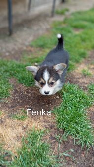 Welsh Corgi Pembroke, s PP FCI, NATURAL BOB - 6