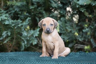 Rhodéský ridgeback s PP posledni volné štěňatka..vrh E - 6
