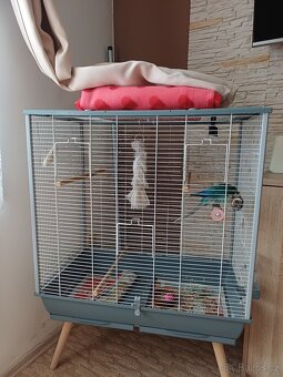 Pyrura zelenolici tyrkys - 6