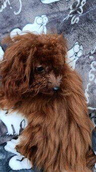 Chlapeček Toy Poodle Red Brown - 6