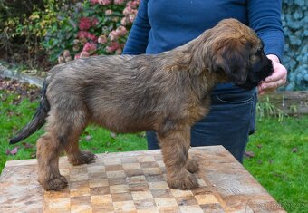 Briard plavý- štěňata, fenky - 6