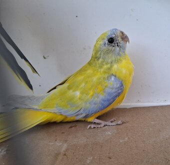 Neoféma tyrkysová žltobruchá - 6