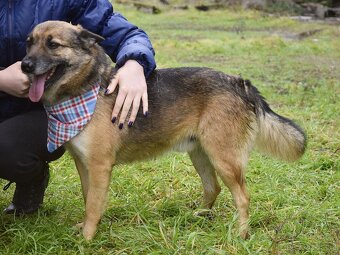 Raudi hledá domov - 6