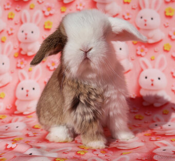 Modrooký zakrslý beránek sameček NHD . - 6