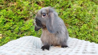 Zakrslý beránek, králíček, králík - PATRICIE - 6