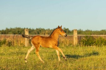 Welsh Cob hřebeček - 6